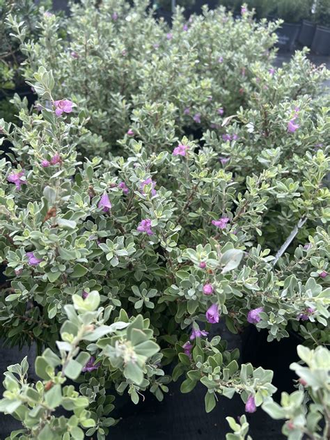 'SILVER STAR' TEXAS SAGE 3G-GROWERS OUTLET WILLIS, TEXAS - Growers Outlet Willis Texas