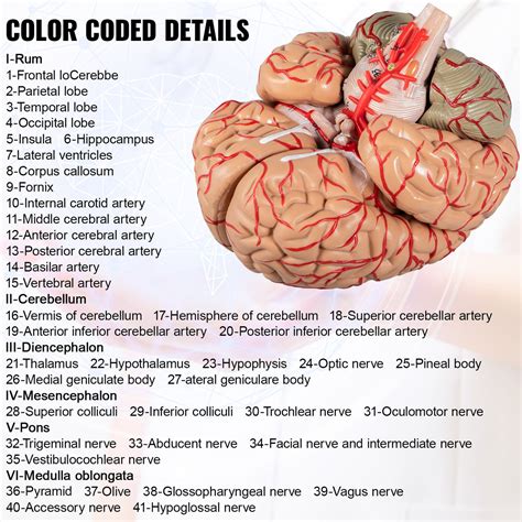 Brain Model Labeled Cerebrum Reliable Supplier | ricardoalpoim.com.br