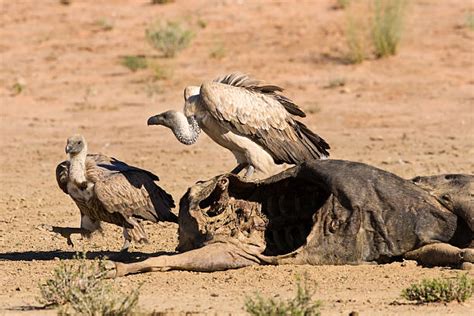 Best Vultures Eating Stock Photos, Pictures & Royalty-Free Images - iStock