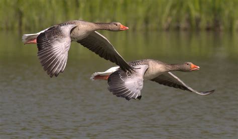 1600x1200 wallpaper | two birds flying over body of water | Peakpx