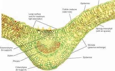 Plan Drawing Of Dicot Leaf