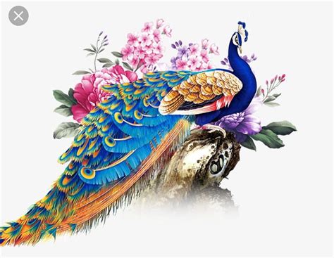 Most Beautiful Peacock Pictures Wallpaper