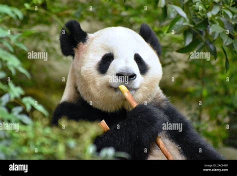 Lindo oso panda comiendo bambú cerrar Fotografía de stock - Alamy