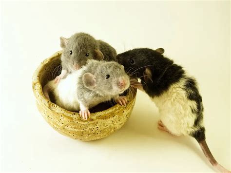 How to Take Care of a Pet Rat - Rat Pets