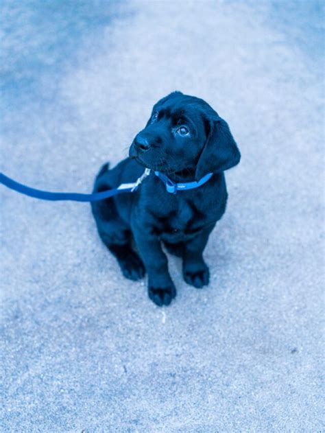 Top 7 Blue Dog Breeds