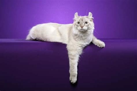 Highlander Cat | Cat Breed Selector