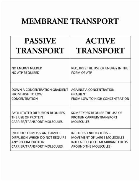 50 Active And Passive Transport Worksheet