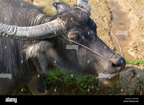 Water buffalo used for farming and transportation near Hue Vietnam Stock Photo - Alamy