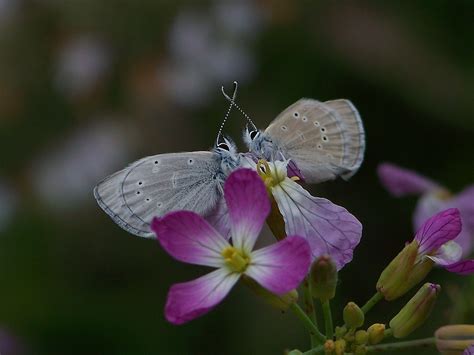 Palos Verdes Blue March 2012 | Flickr