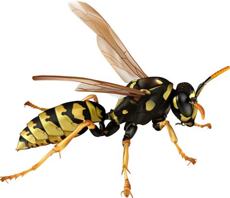 Wasp PNG transparent image download, size: 600x518px