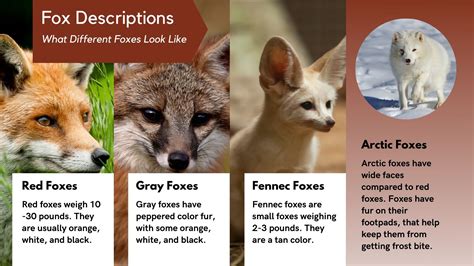 What do Foxes Look Like | Fox Description - All Things Foxes