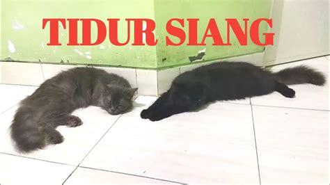 KUCING HITAM LUCU TIDUR SIANG - YouTube