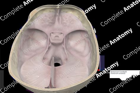 Tentorium Cerebelli | Complete Anatomy