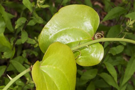 Common Greenbrier Smilax rotundifolia fp_0019 | Common Green… | Flickr