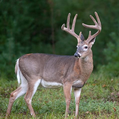 Whitetail Deer - Wild Horns Ranch