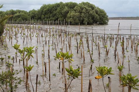 Mangrove Pantai Samas ~ Pena Menari