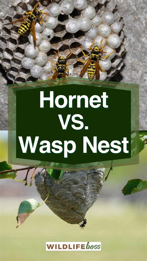 Hornet Vs. Wasp Nest: 7 Differences (ID Guide With Pictures)