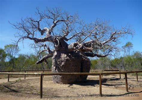 Boab Prison Tree | Let's Go Travel Australia