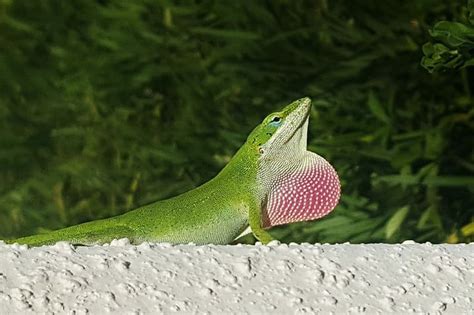 Green Anole Care Sheet: Complete Guide For Your Pet