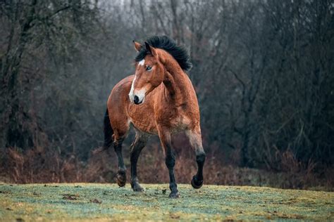 10 Most Beautiful Horse Breeds - 10 Most Today