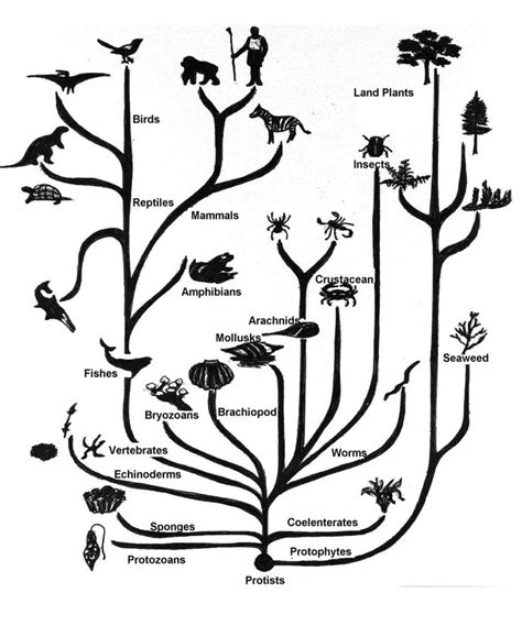 Overview of the Margulis book Symbiotic Planet | Phylogenetic tree ...