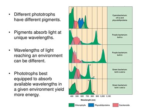 PPT - Phototrophs PowerPoint Presentation, free download - ID:4745355