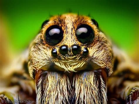 1000+ images about Macro Photography of Spiders on Pinterest | Awesome ...