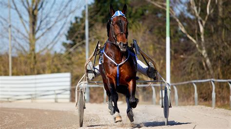 Common problems in trotting horses - Fascia Horse