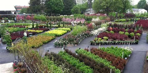 Nursery- 1000's of plants displayed in an outdoor 7 acre space in Syracuse