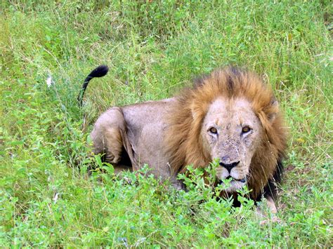 Lion - South Africa Safari - Djuma Game Reserve - Sabi San… | Flickr