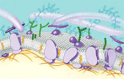 Cell Membrane PPT Qs BI - BIOLOGY JUNCTION