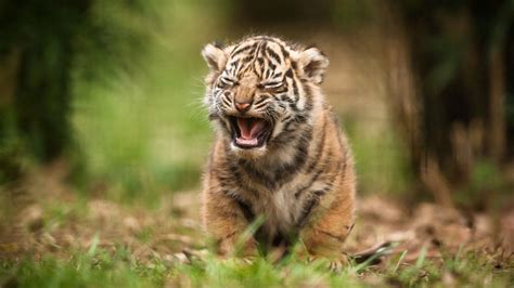 Wallpapers Collection: «Baby Tiger Wallpapers» | Bébés animaux, Animaux ...