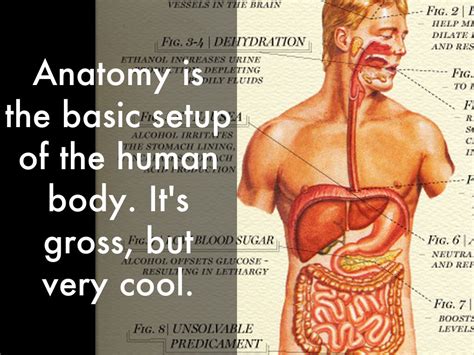 Real Human Anatomy Full Body