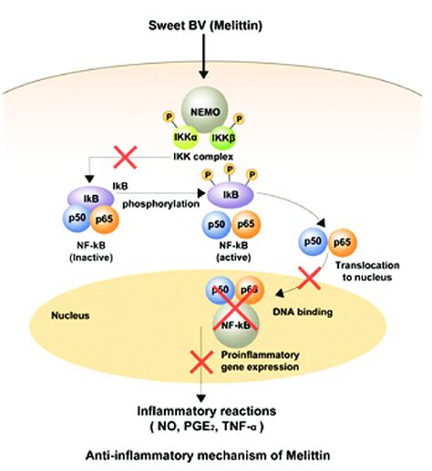 Possible anti-inflammatory mechanism of melittin. NF-B activity is... | Download Scientific Diagram