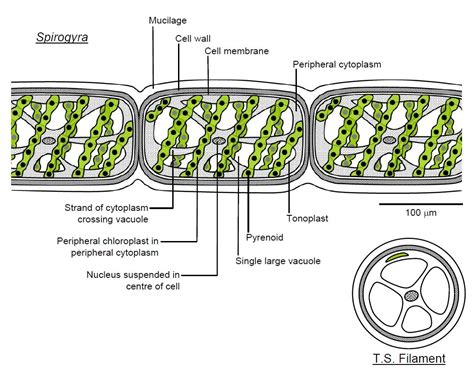 Spirogyra_diagram_labeled | Spirogyra diagram, Middle school science resources, Teaching biology