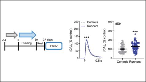 Exercise increases dopamine release in mice | EurekAlert!