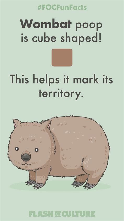 Wombat poop is cube shaped! This helps them mark their territory. # ...