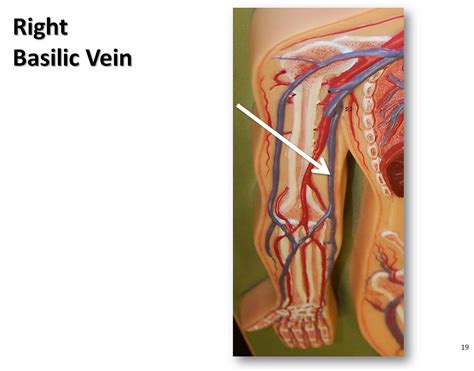 Right basilic vein - The Anatomy of the Veins Visual Guide… | Flickr