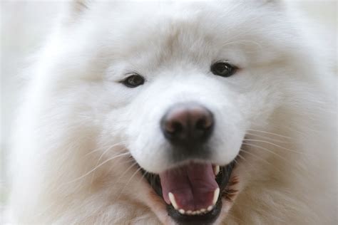 Giant Samoyed Puppies