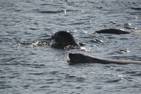 Seals, Farne Islands | Seals swimming off the Farne Islands | Lorrainec55 | Flickr