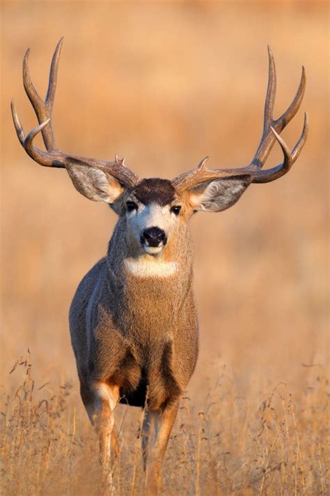 Big Mule Deer Bucks