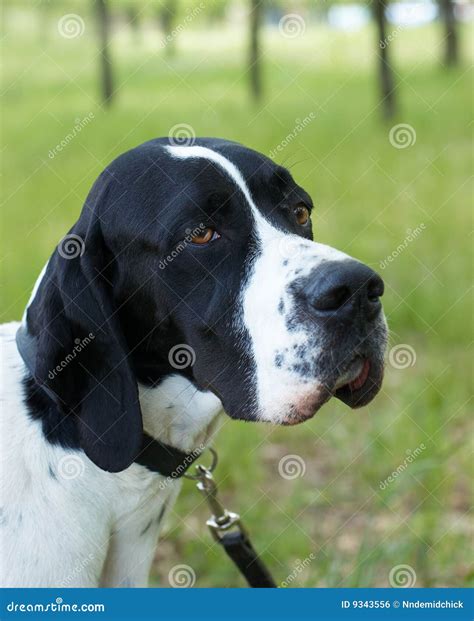 Pointer (hunter dog) stock photo. Image of friend, small - 9343556