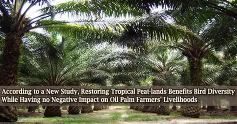 According to a New Study, Restoring Tropical Peat-lands Benefits Bird Diversity While Having no ...