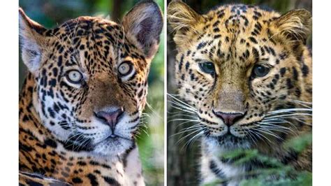 Differences between Leopard and Jaguar