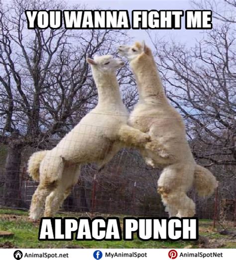 Alpaca Memes