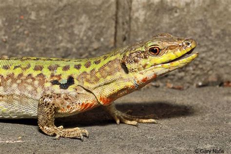 Italian wall lizard - Alchetron, The Free Social Encyclopedia