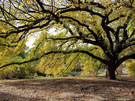 How to Grow and Care for Elm Trees | HGTV