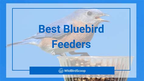 The 13 Best Bluebird Feeders For Your Yard: A Complete Guide