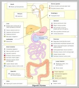 digestive system functions - Graph Diagram