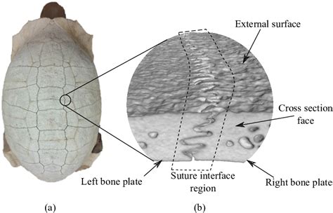 Example of a natural suture interface in a turtle shell. (a) Dehydrated ...